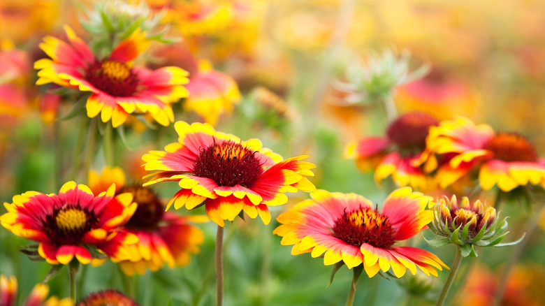 Striking blanket flowers come in a variety of colors