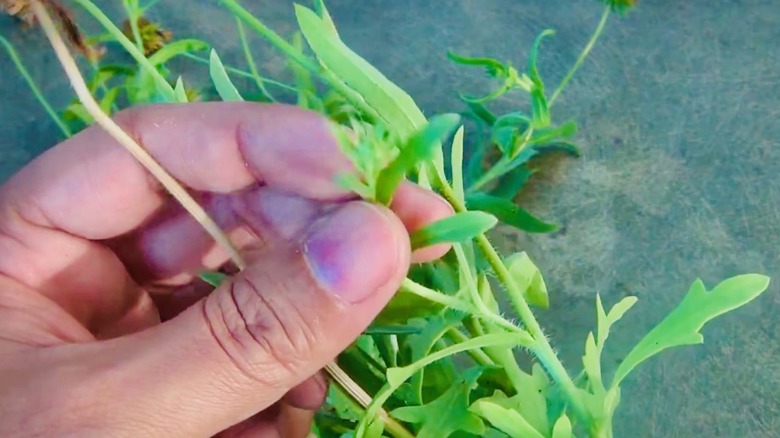 Gardener is propagating blanket flower by taking cuttings.