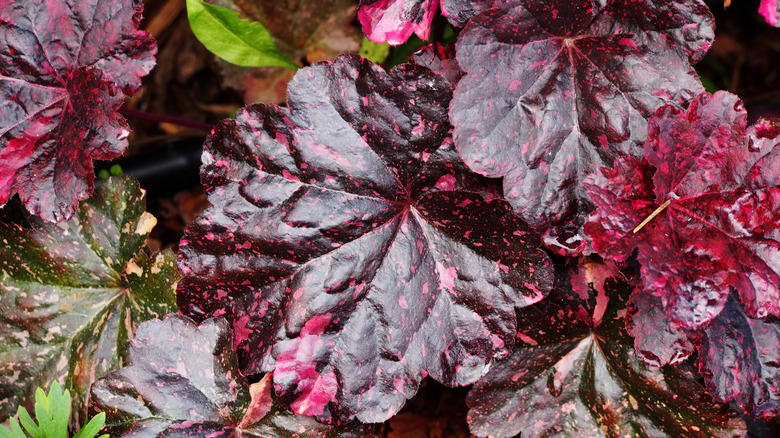 Midnight rose coral bells