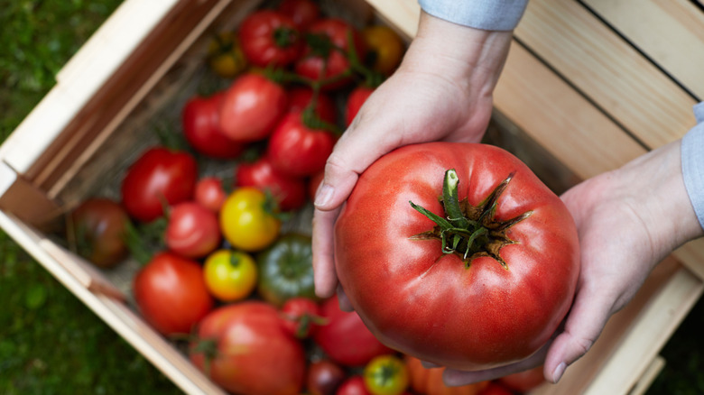 a woman holding a giant tomato in hand