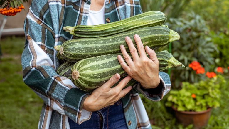 giant zucchini in the hands of a farmer