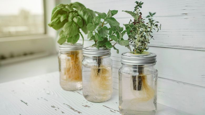 Basil and other herbs growing hydroponically in glass jars