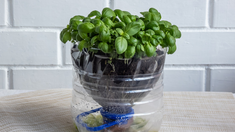a basil plant growing in a recycled plastic bottle