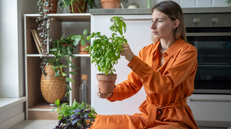 A woman holds a potted basil plant in her hands while she touches its leaves.