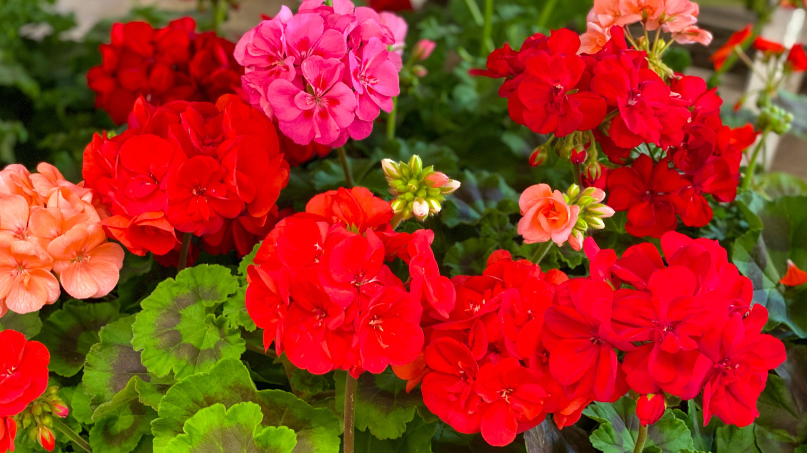 A Geranium How To Grow Geraniums From Seed For A Garden Bed Full Of Blooms