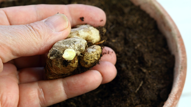Sprouting ginger bulb in hand next to pot