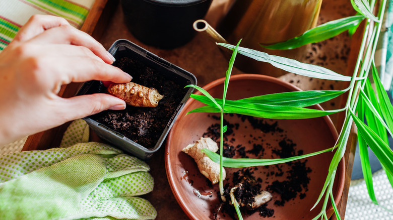 Someone planting a ginger into a pot filled with soil