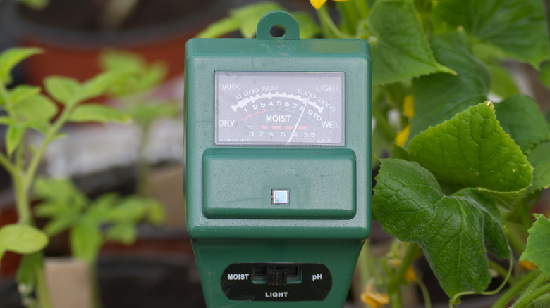 Soil testing device that measures pH pressed into the soil