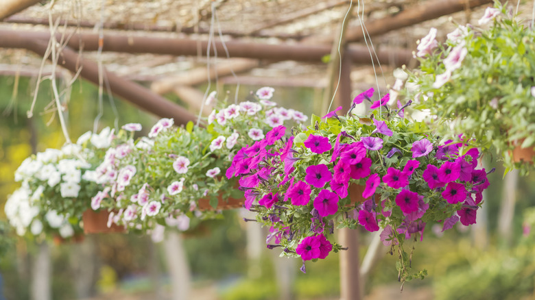 White, pink, and magenta flowers hang in baskets from a pergola in a garden