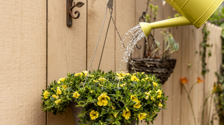 Yellow watering can waters a hanging basket filled with lush yellow flowers
