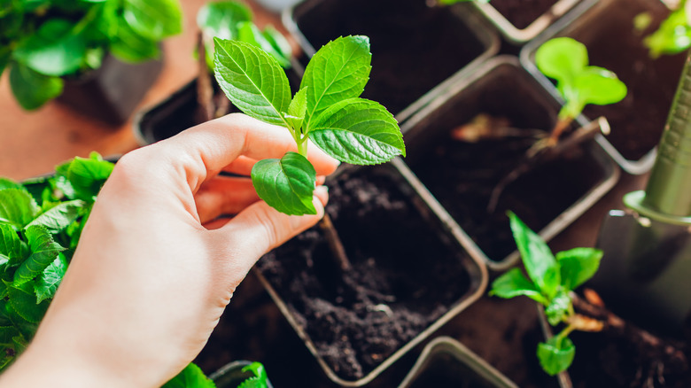 Planting hydrangea cuttings