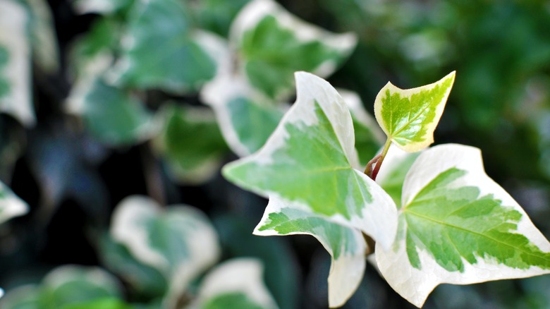 White and green leafed ivy plant