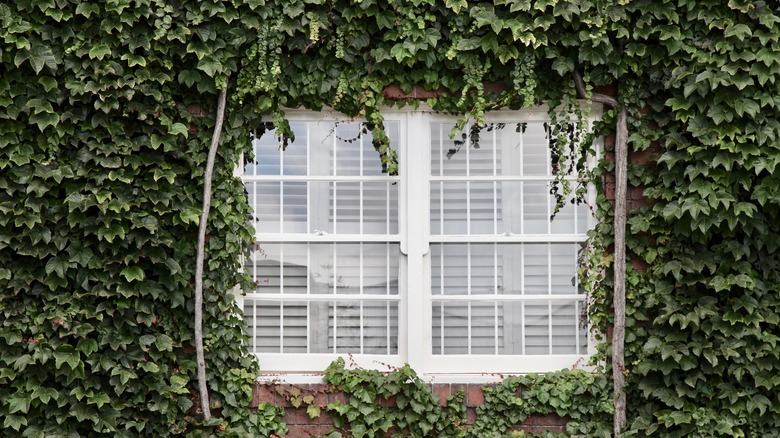 Ivy covering wall with window