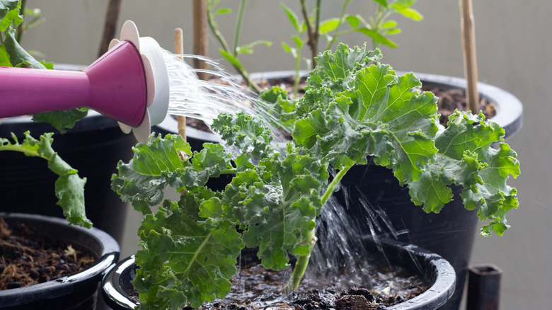 A gardener is watering a young potted curly leaf kale plant.