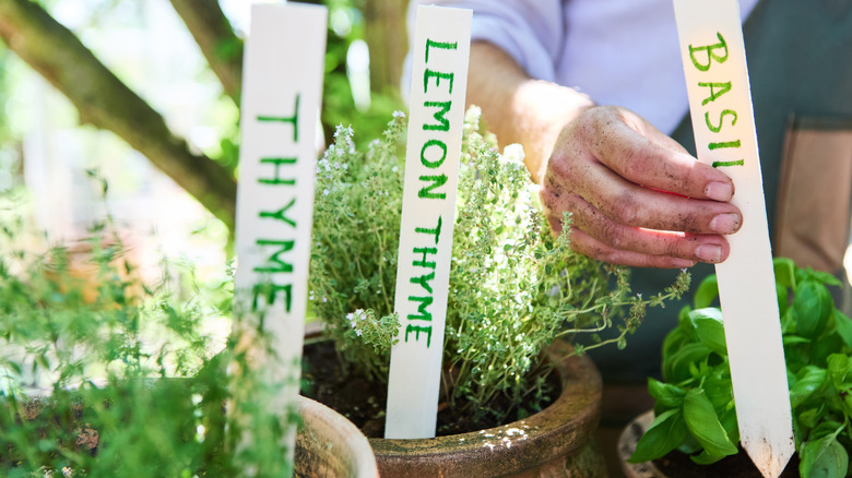 Thyme, lemon thyme, and basil in pots with labels