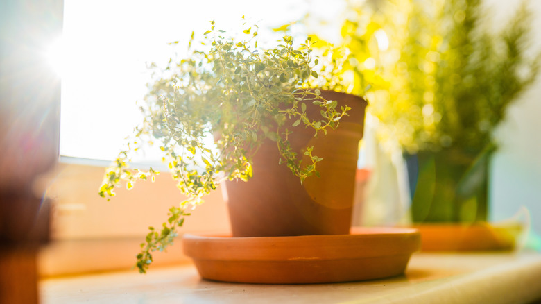 Lemon thyme growing on a windowsill