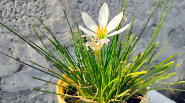 Lemongrass in a yellow pot with a white bloom