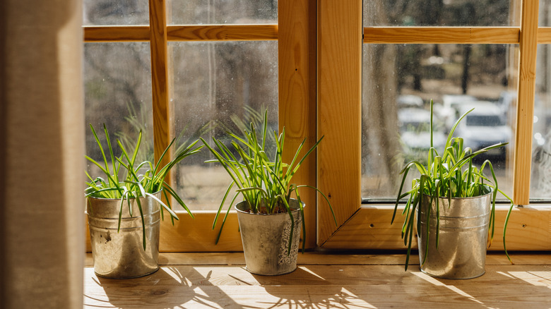 three metal  pots of lemongrass sitting in a sunny window