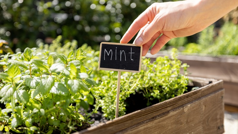 Person planting mint with sign