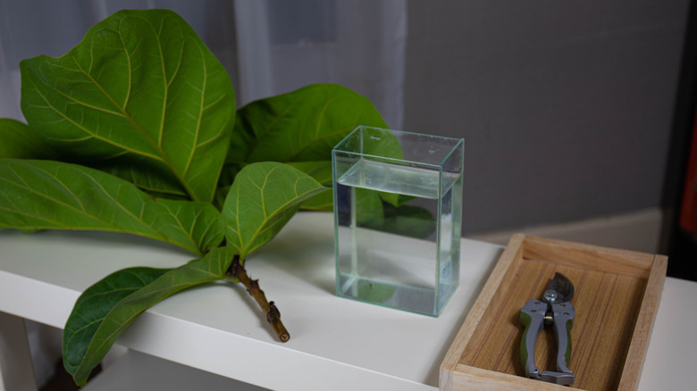 Equipment you need for propagating a fiddle leaf fig
