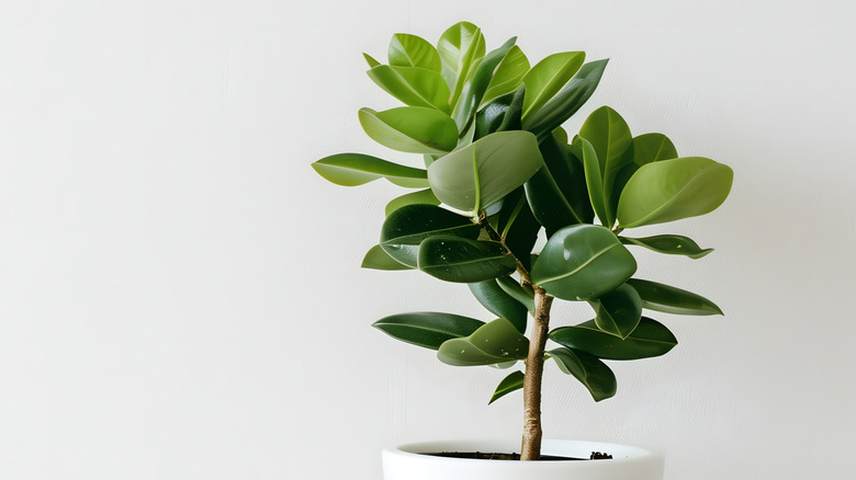 Fiddle leaf fig in a white planter