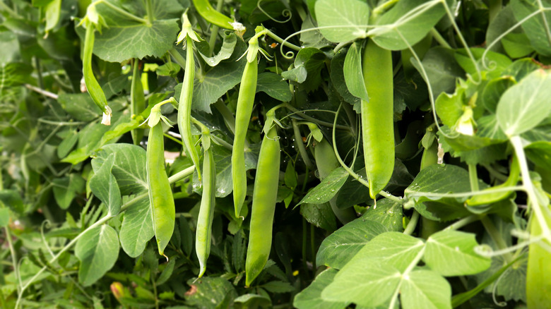 pea pods growing on vines