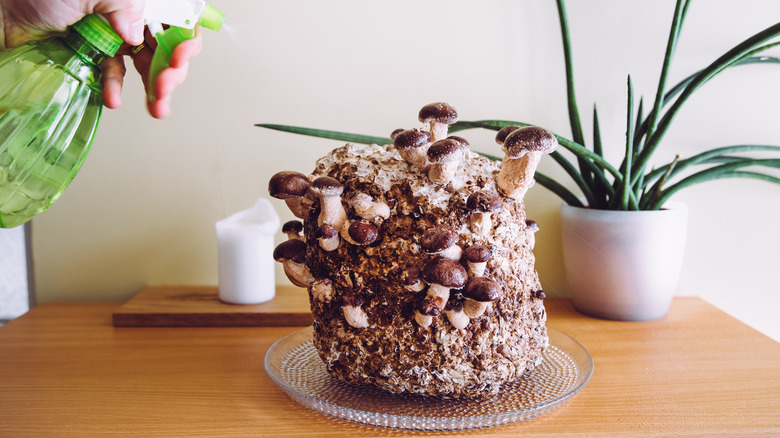 A hand with a small green spray bottle moistening a mushroom growing kit, with a candle and aloe plant in the background
