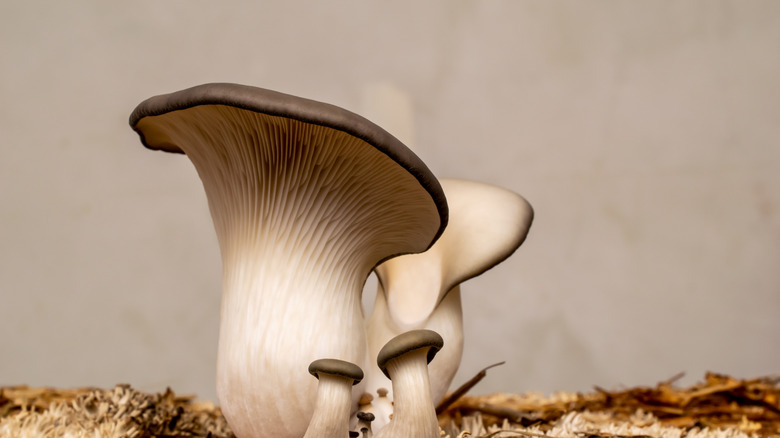 Oyster mushrooms growing at home