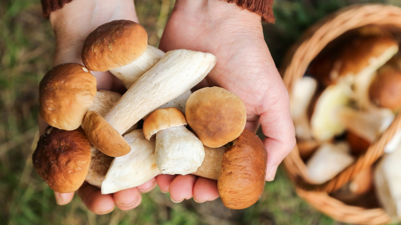Freshly harvested mushrooms from the garden