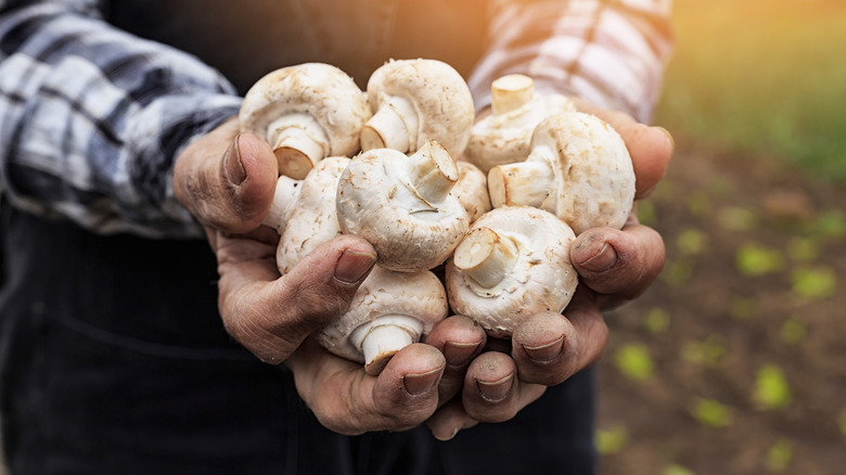 Person holding large button mushrooms in the garden