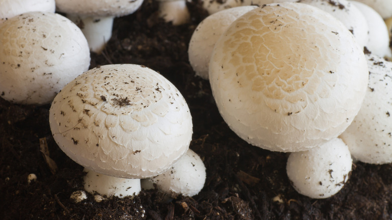 Growing button mushrooms in compost