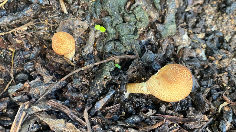 Mushrooms growing in wood chip mulch at the base of a tree