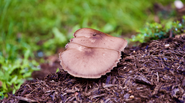 Mushrooms growing in the garden to improve soil health