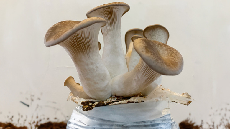 Mushrooms grown from a mushroom growing kit
