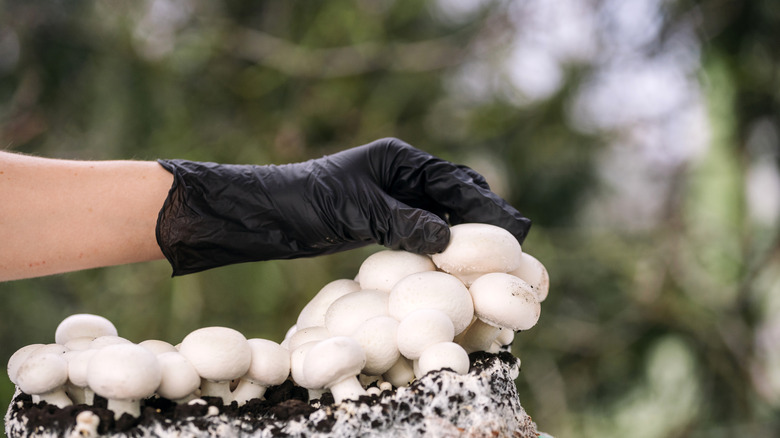 A gardener wearing gloves growing mushrooms outdoors