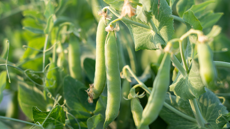 closeup on pea pods growing from plant