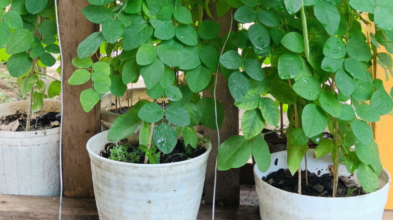 sweet pea seedlings growing in pots