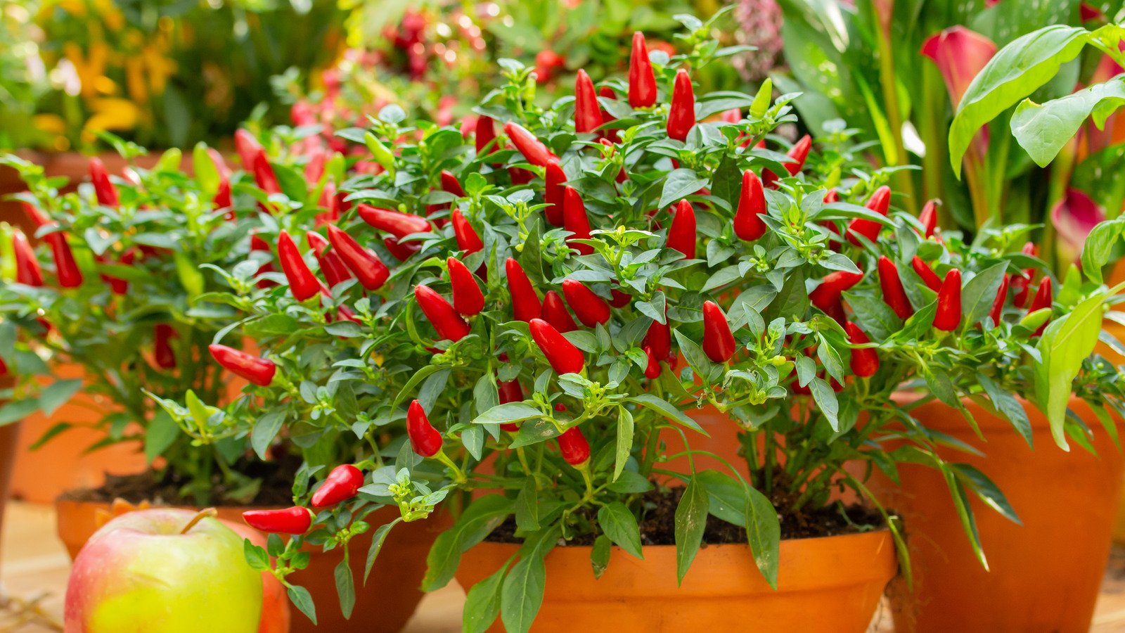 How To Grow Pepper Plants In Containers For A Bountiful Harvest In A