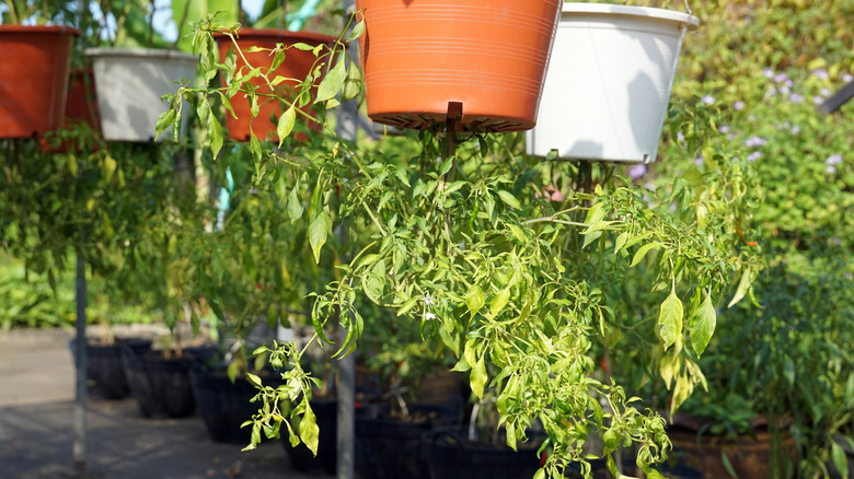 Upside down pepper plants growing from hanging planters