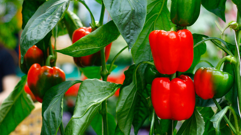 Red bell peppers growing in a garden bed