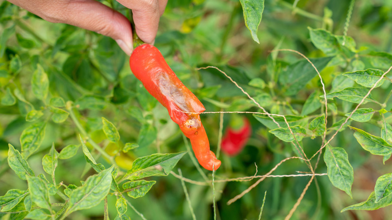 Phytophthora blight on pepper plant