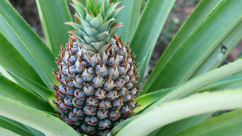 A fruiting pineapple plant