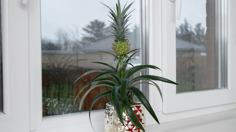 A fruiting pineapple plant growing indoors on a windowsill