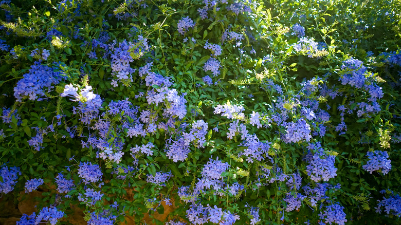 Plumbago growing in the shade