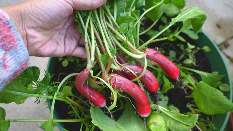 Woman harvests radishes from a container