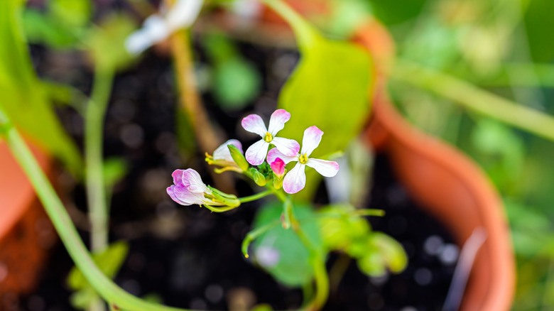 Close-up photograph of a bolted radish flower