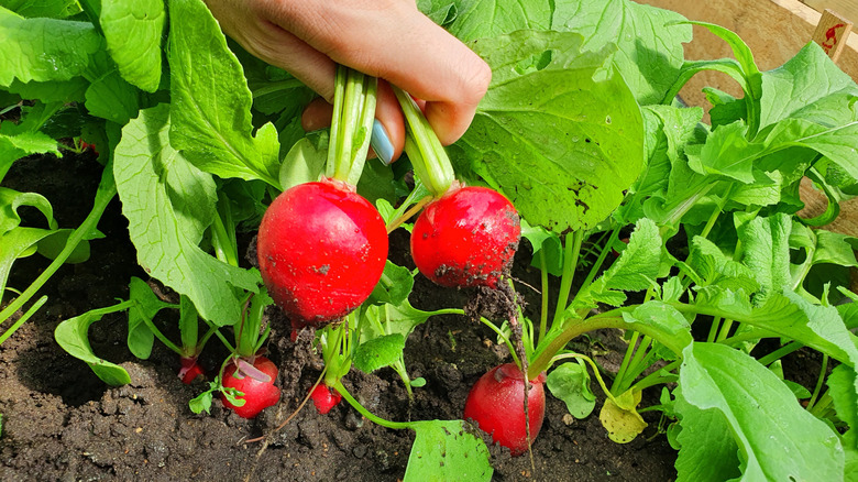 person harvesting bright red radishes