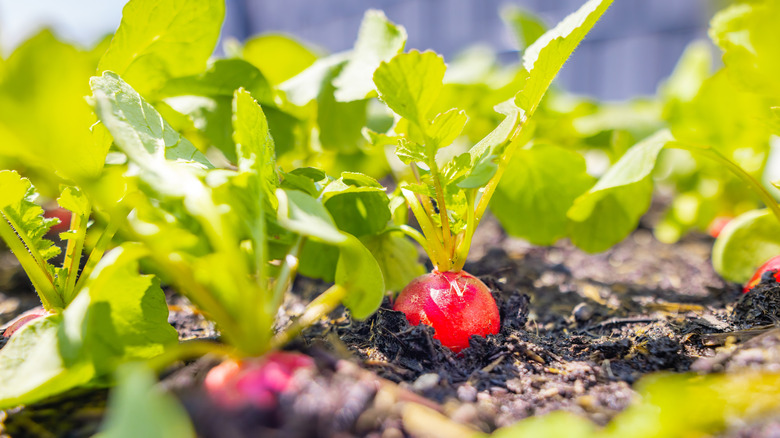 radishes growing in bright light