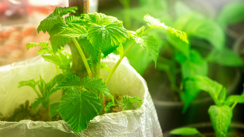 Young seedlings of raspberry.