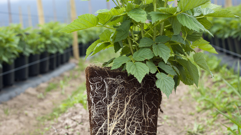 The root system of a young raspberry plant